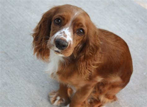 We are composed of many volunteers throughout New England dedicated to rescuing and placing homeless cocker spaniels. . Cocker spaniel rescue